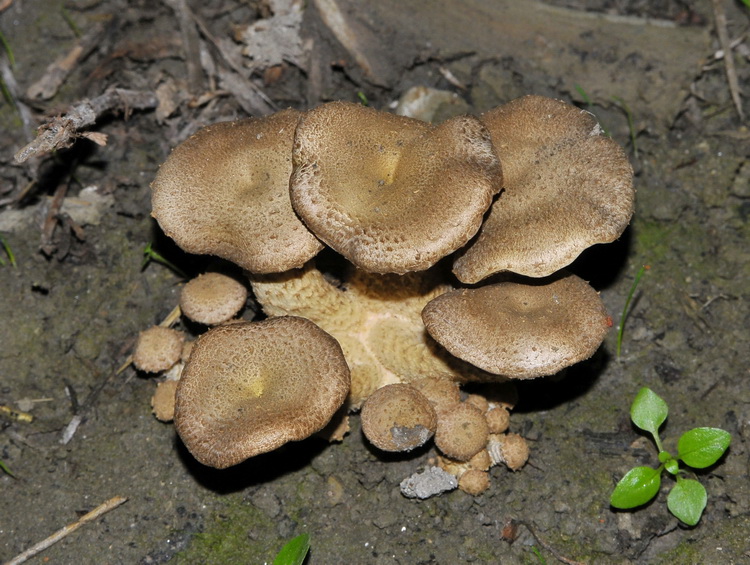 Ritrovamento particolare - Pholiota sp.